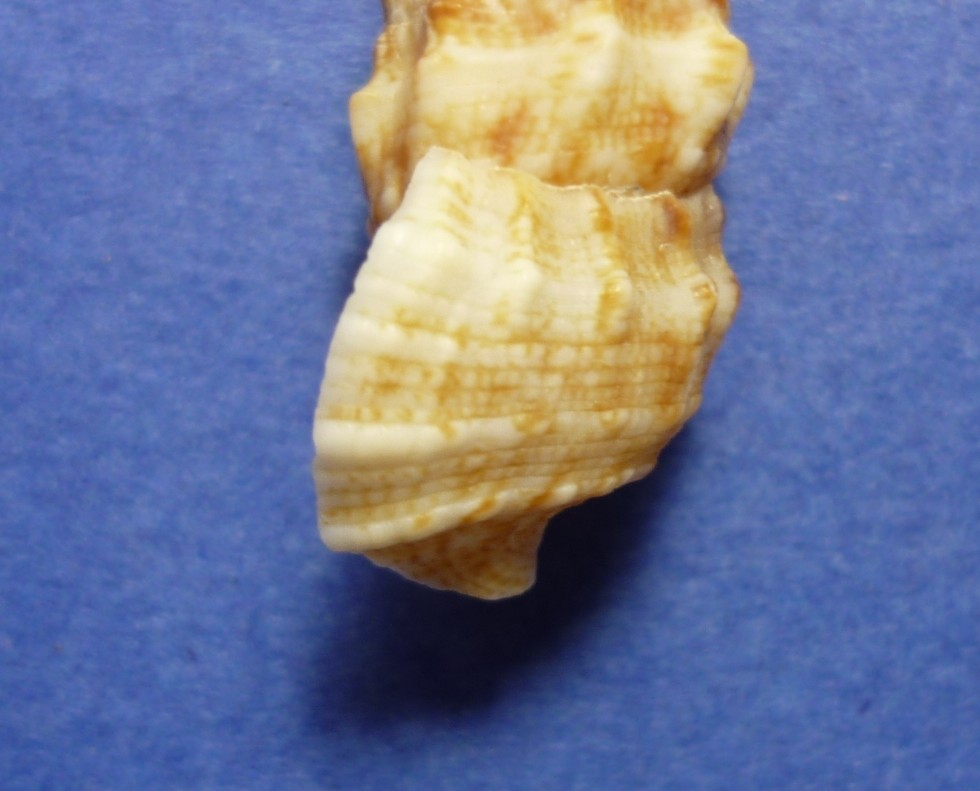 Cerithium vulgatum